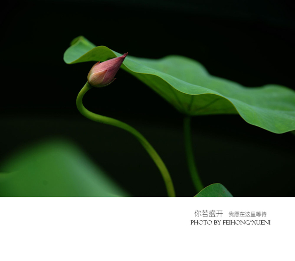 【攝影】你若盛開(kāi) 我愿在這里等待