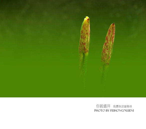 【攝影】你若盛開(kāi) 我愿在這里等待